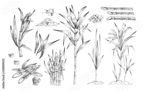 Sugar canes hand drawn vector illustrations set. Sugarcane trees, growing plant branches engravings pack. Rum ingredient black and white drawing. Plantation harvest isolated on white background.