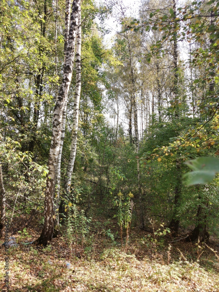 Obraz premium forest in autumn