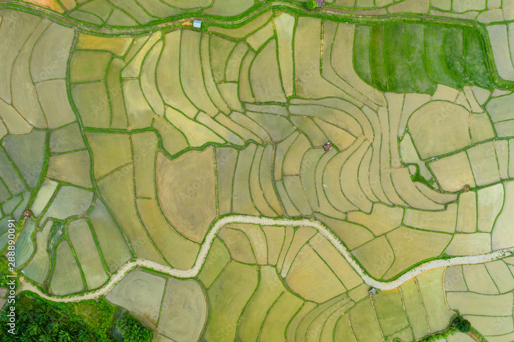 Obraz premium Aerial view of agriculture in rice fields for cultivation in Nan Province, Thailand. Natural the texture for background