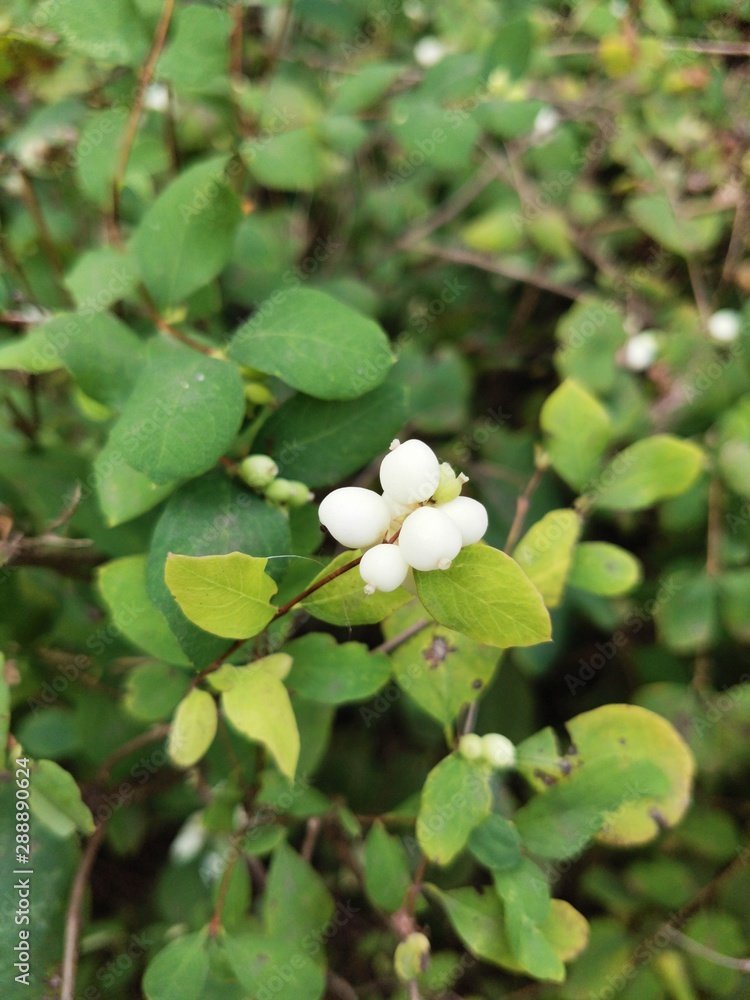 Fototapeta premium snowberries