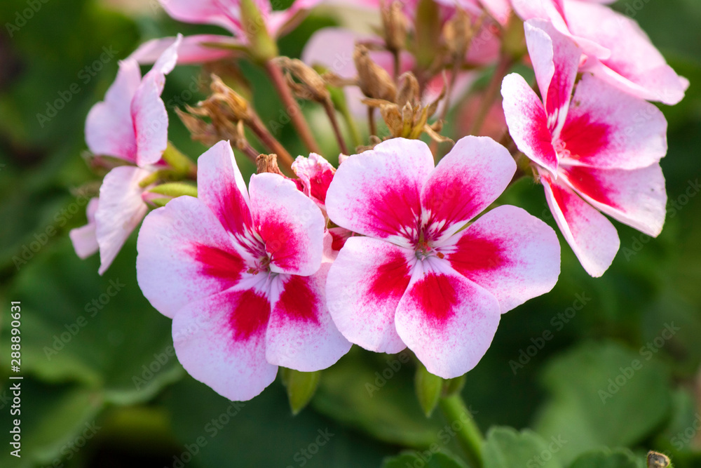 Close up of regal pelargonium plant. White having purple colors.