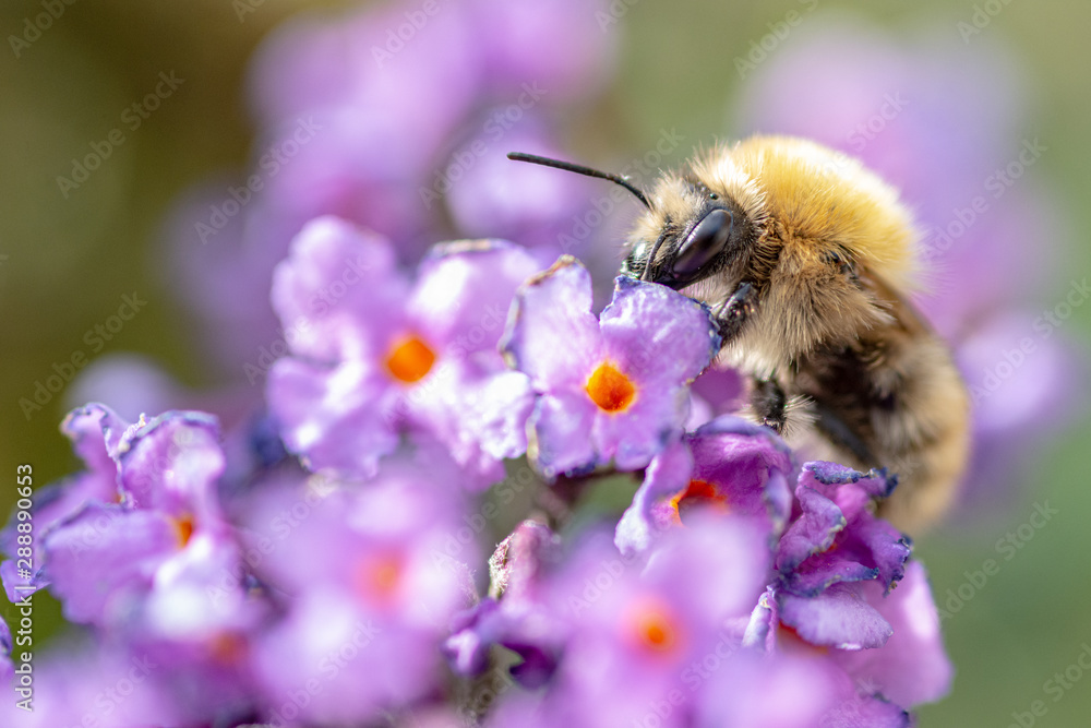 bee on flower bee on flower