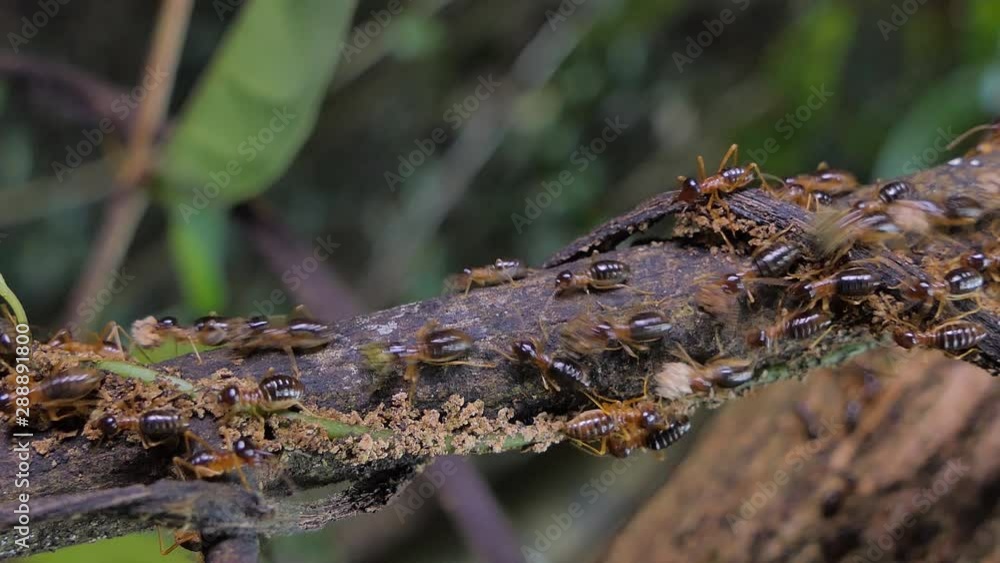Crowd of termites (Macrotermes) on branch in tropical rain forest. Crowd of termites (Macrotermes) on branch in tropical rain forest.