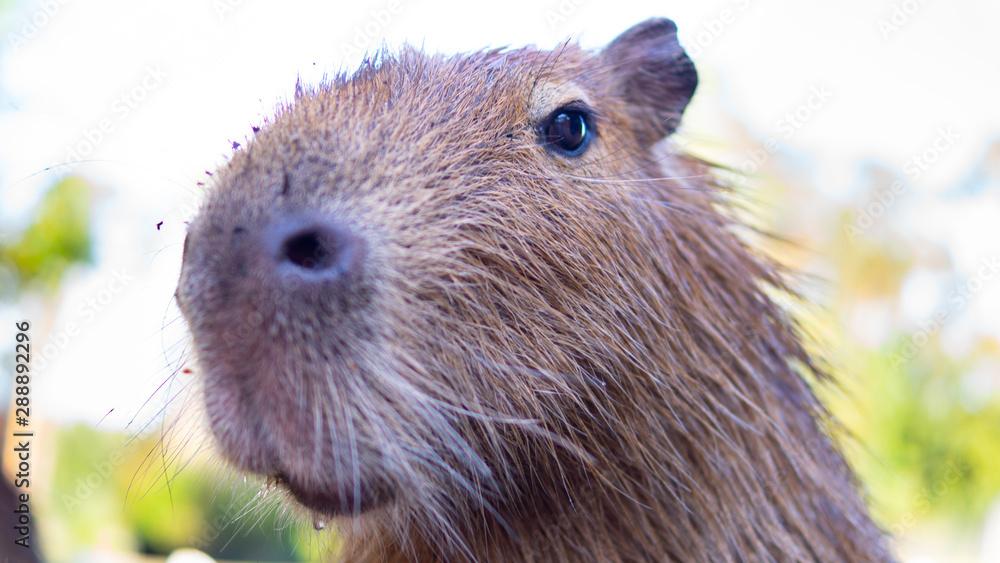 capybara capybara