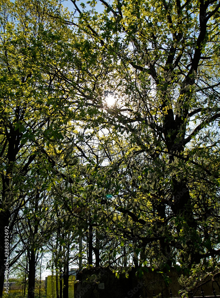 sunlight through the leaves of trees, Moscow.