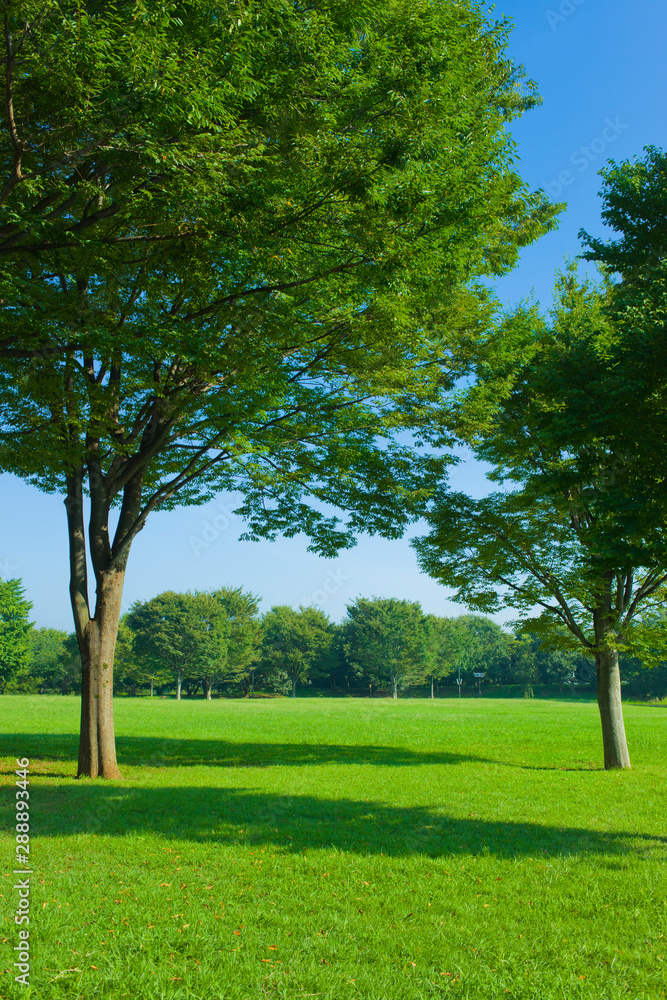 Fototapeta premium Park tree