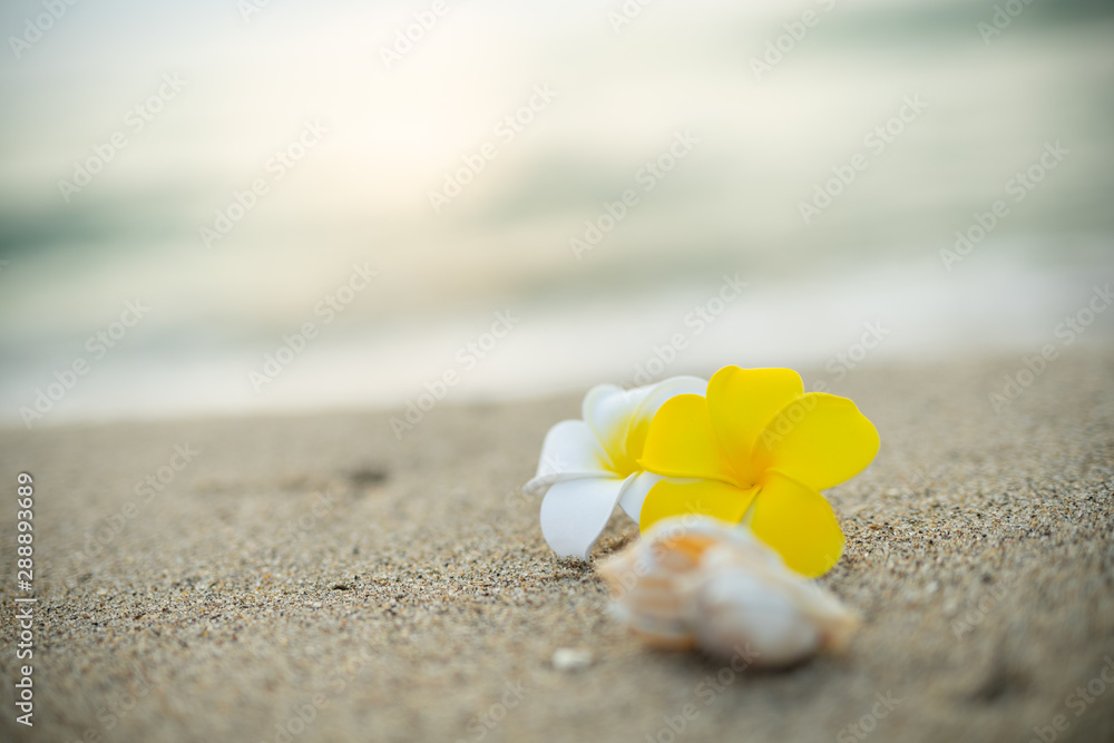 砂浜とプルメリアの花 砂浜とプルメリアの花