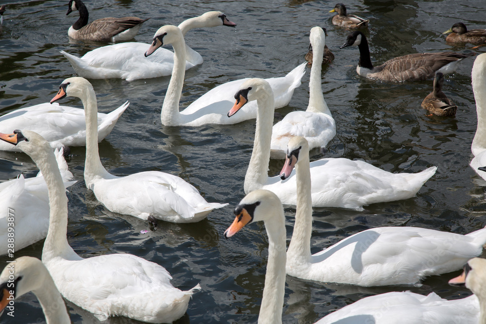 Obraz premium Swans and Ducks, River Thames; Windsor, London