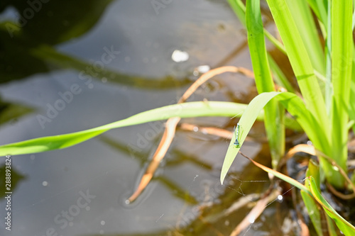 Dragonfly sitting on a leaf of iris. © lapis2380