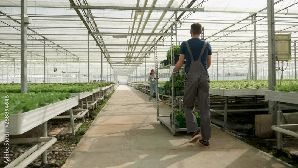 Farmer in a greenhouse with modern technology for growing vegetables pushing a cart with green salad. Farmer in a greenhouse with modern technology for growing vegetables pushing a cart with green salad.