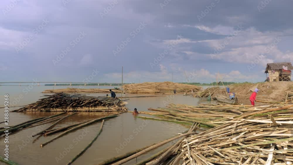 Workers moving bamboo poles stored in water and grouping them by similarity of size Workers moving bamboo poles stored in water and grouping them by similarity of size