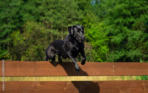 Labrador Retriever dog jumping over the fence