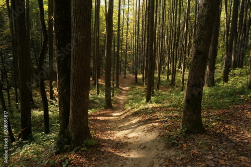 autumn in the forest