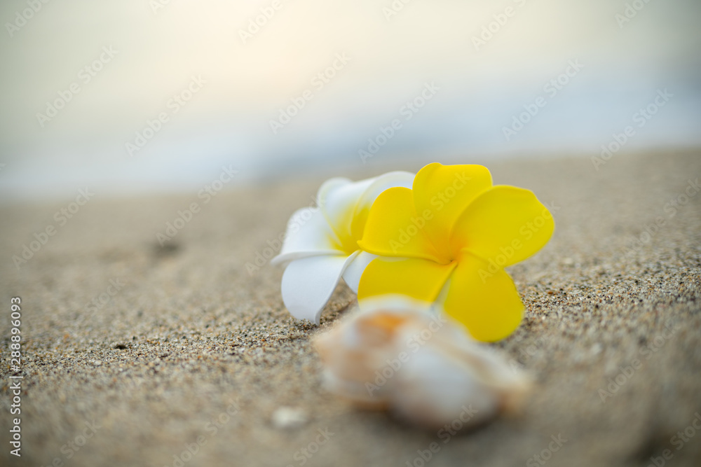 砂浜とプルメリアの花 砂浜とプルメリアの花