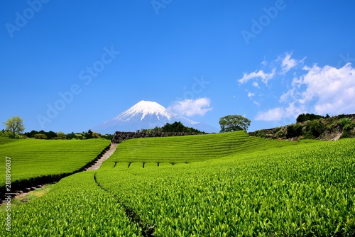 富士山と茶畑