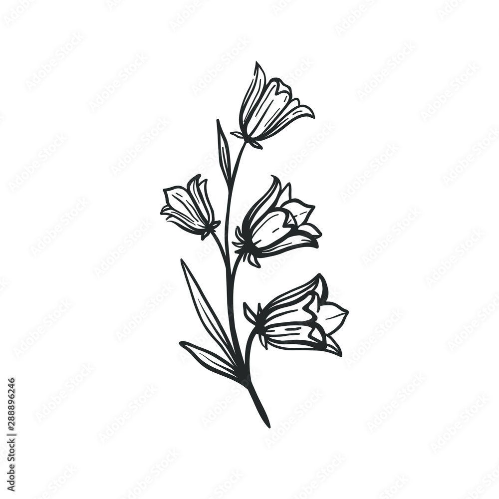 Bell Flower Line Drawing Hand Drawn Illustration, Flower Drawing, Flower  Sketch, Bell Flower Line Drawing PNG Transparent Clipart Image and PSD File  for Free Download