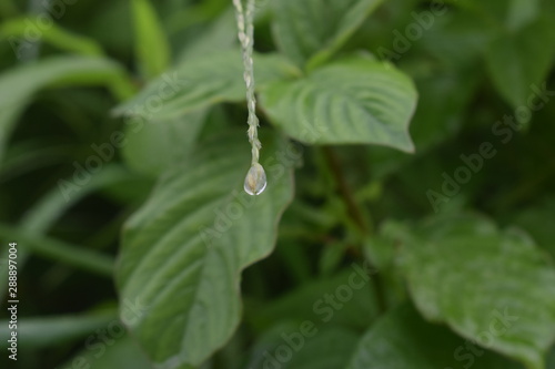 Green Leaf And Water Droplet HD image