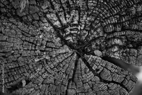 The surface to the tree from being cut Saw the characteristics of the year tree circle Indicates the age of the tree As a background image photo