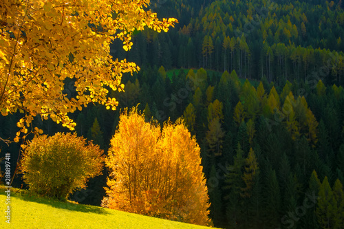 Fototapeta Naklejka Na Ścianę i Meble -  Scenic autumn landscape in the mountains with yellow tree, Alpe di Siusi, Dolomite Alps, Italy.