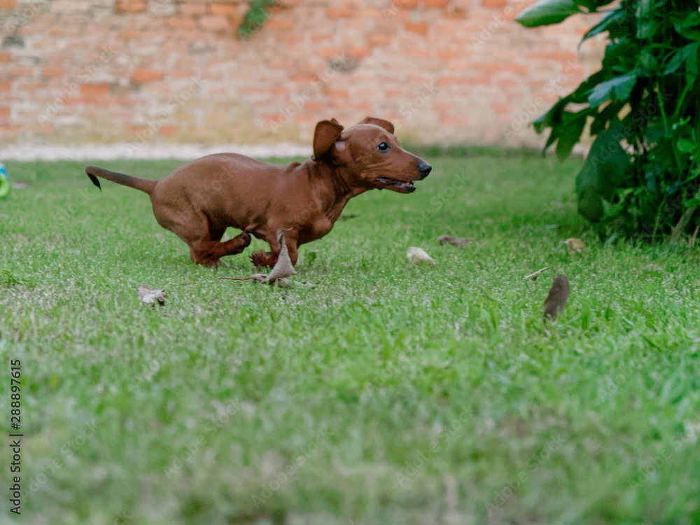 red-haired dachshund runs on a green lawn. dachshund on the fly