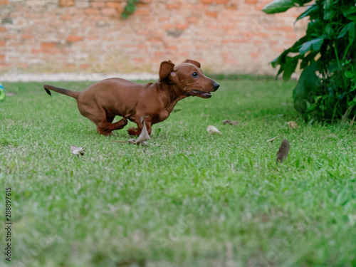 red-haired dachshund runs on a green lawn. dachshund on the fly