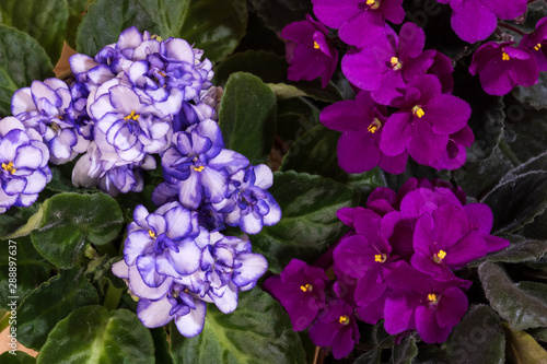 Bilde på lerret beautiful blooming violet flowers