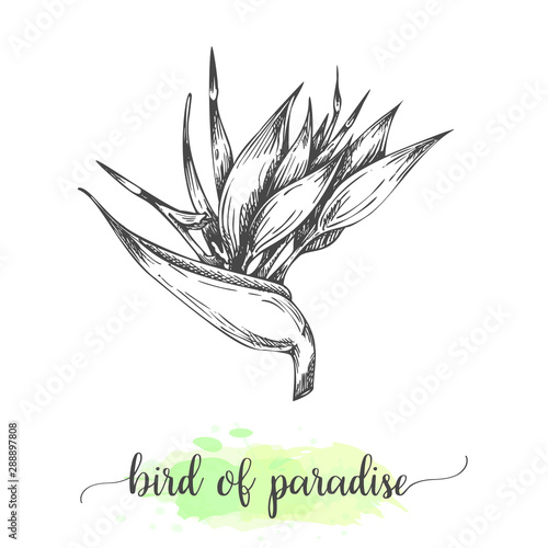 Hand drawn heliconia sketch. Floral background with blooming bird of paradise flowers isolated on white. Vector illustration in vintage style. Sketch of tropical flower Outline ink botanical design