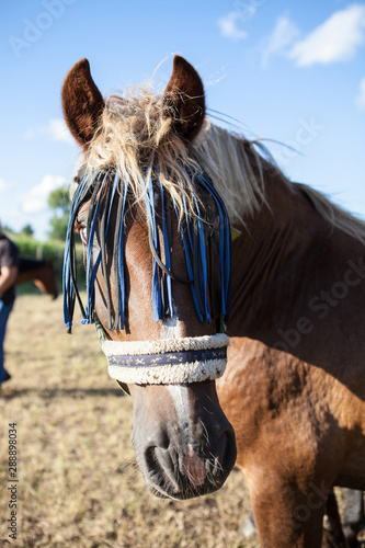 Pferd auf einer Weide