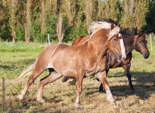 Pferde auf einer Weide