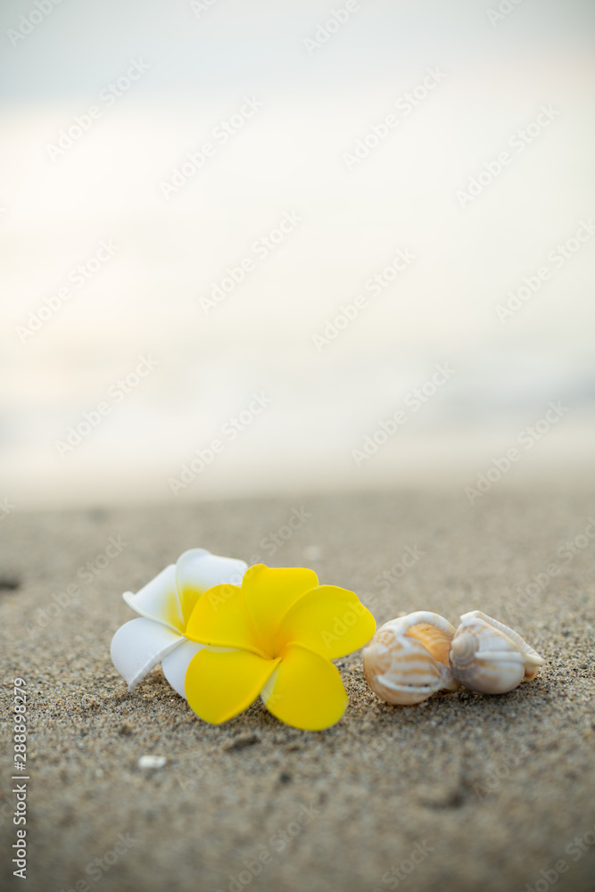 砂浜とプルメリアの花 砂浜とプルメリアの花