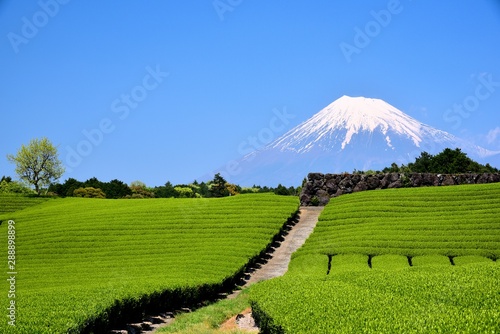 富士山と茶畑