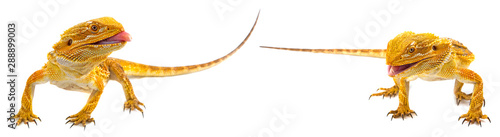 Bearded dragon - Pogona vit...