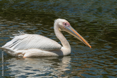 large white pelican with a yellow beak floats on the lake