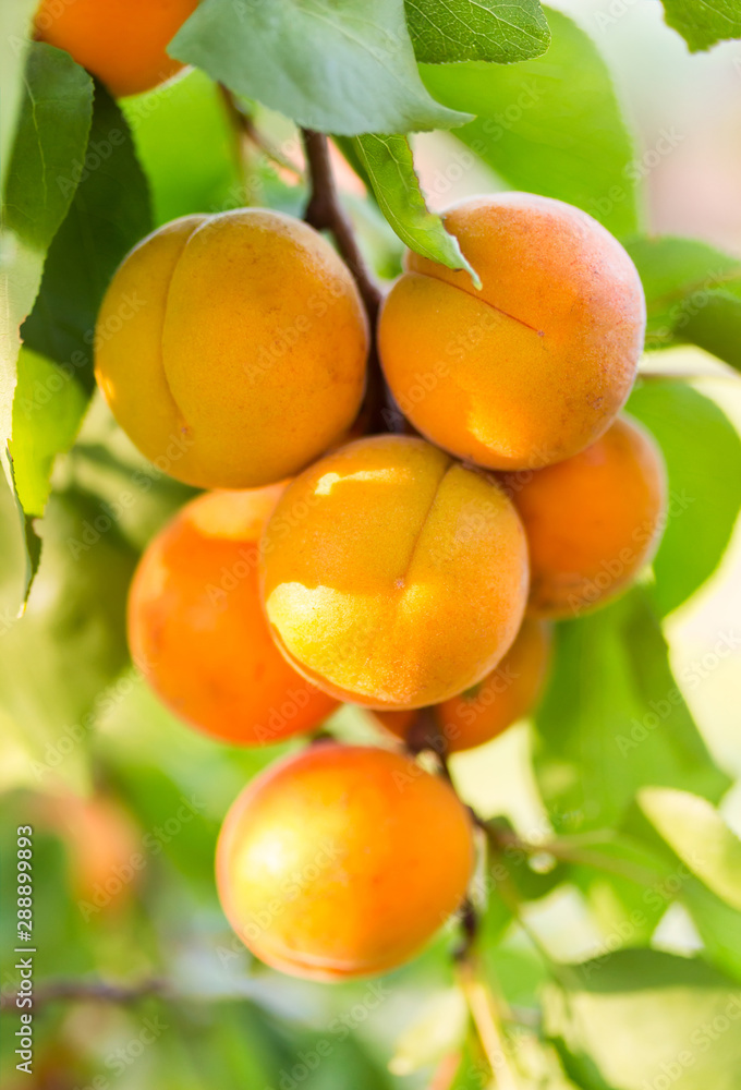 Ripe apricots on tree branch Ripe apricots on tree branch