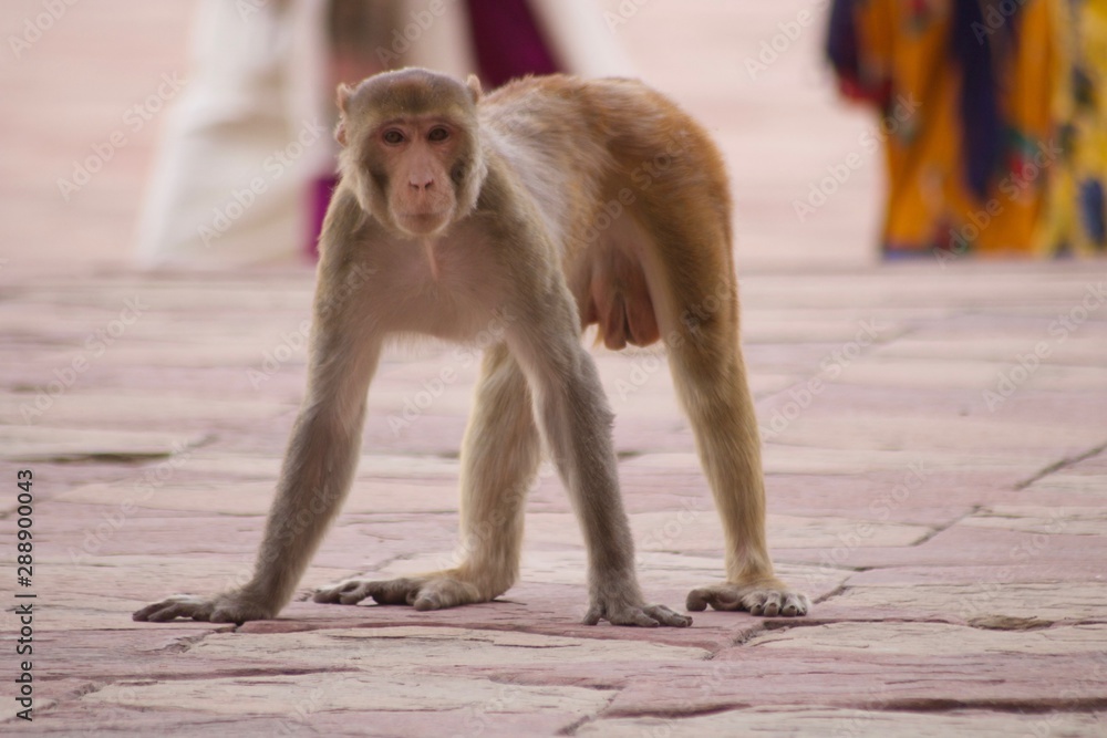 Obraz premium Monkeys in the city of Jaipur, India