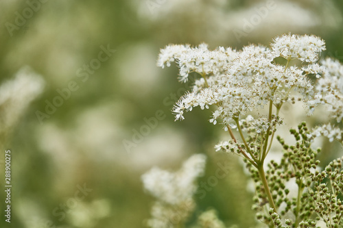 White meadow chervil (Anthriscus sylvestris) on a blurred background with homogeneous bokeh