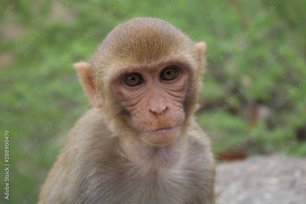 Monkeys in the city of Jaipur, India Monkeys in the city of Jaipur, India