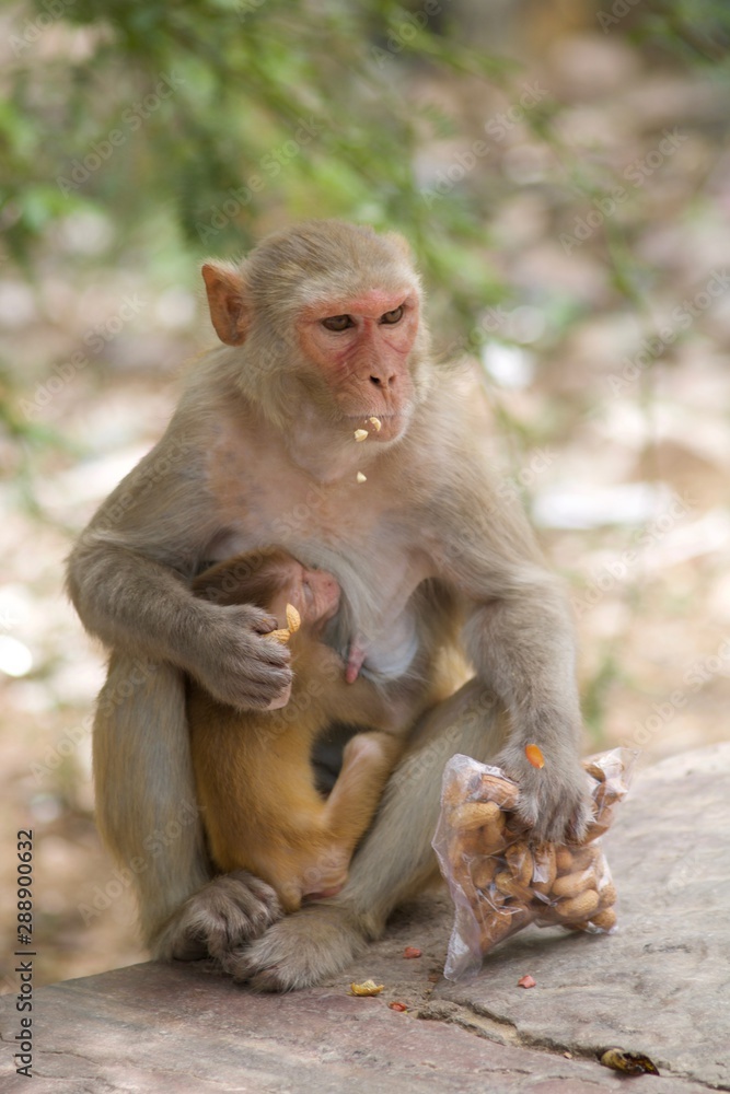 Monkeys in the city of Jaipur, India