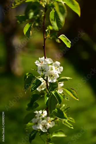 Green plant in bloom