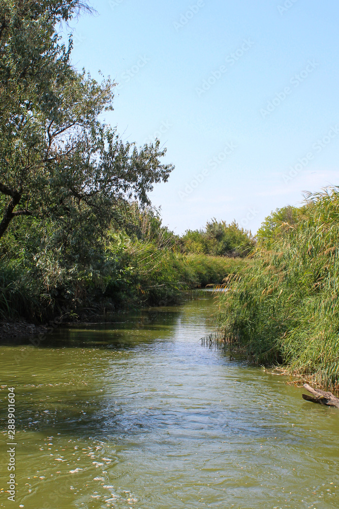Vegetation by a calm river in the steppe. Overgrown shores. Vegetation by a calm river in the steppe. Overgrown shores.