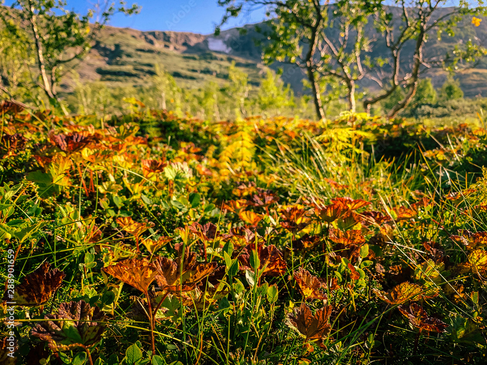 Nature turning red while autumn is approaching, red autumn leaves