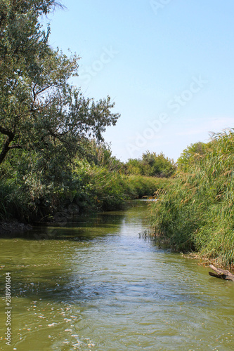 Vegetation by a calm river in the steppe. Overgrown shores.
