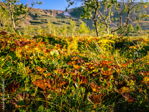 Obraz na płótnie Nature turning red while autumn is approaching, red autumn leaves w salonie