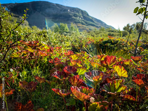Beautiful red autumn leaves in the wild