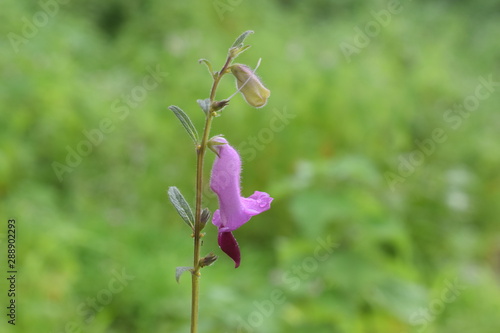 pink flower in garden, wild plant