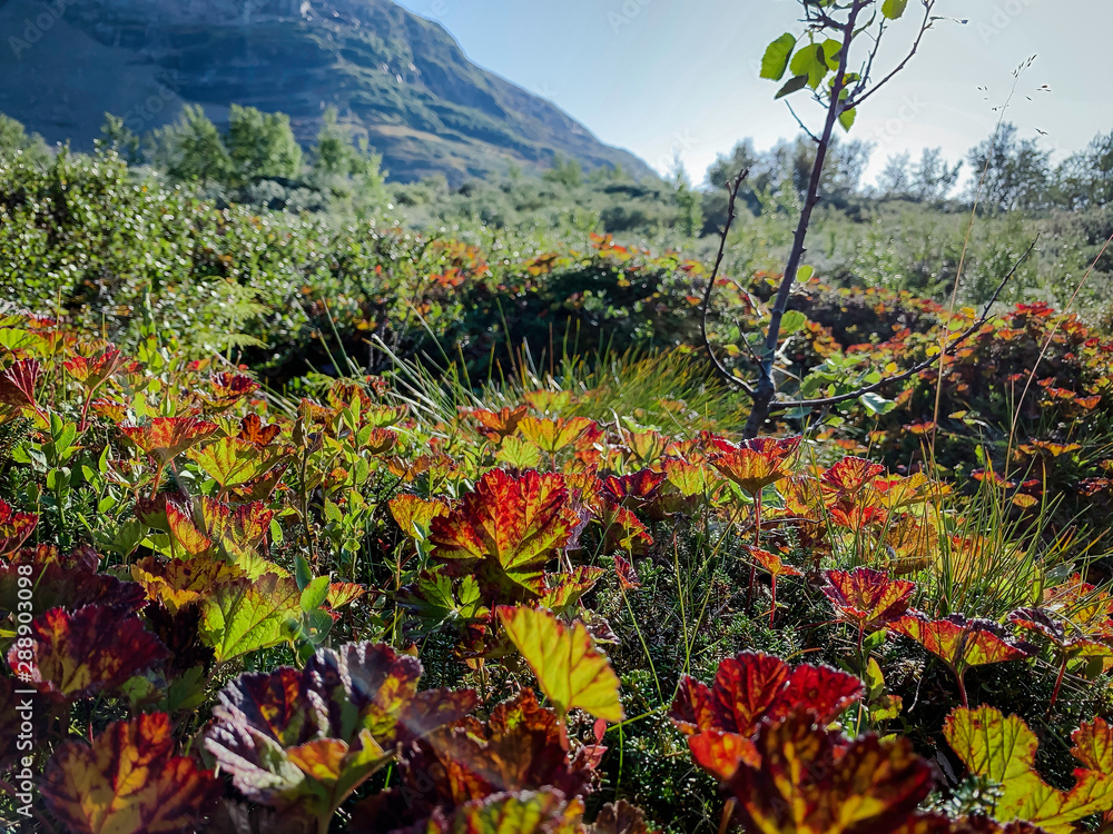 Beautiful red autumn leaves in the wild