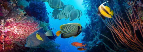 Obraz Koral i ryby