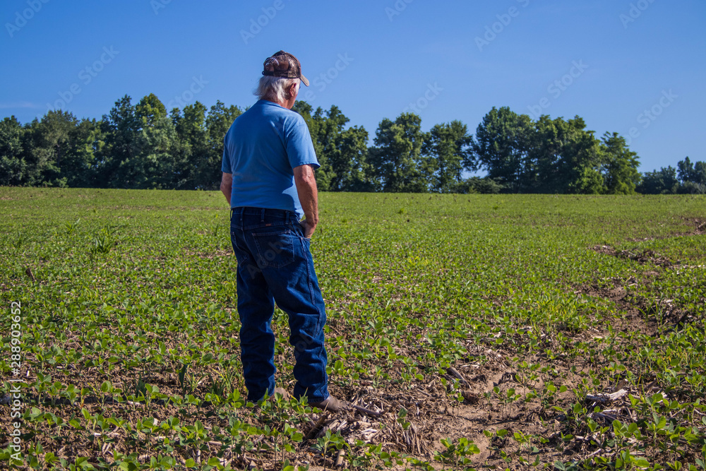 Fototapeta premium Farmer in corn filed