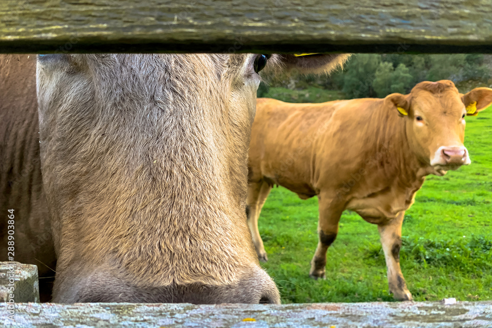 Farm cows look through a fence