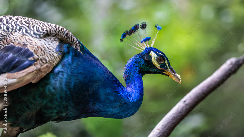 Naklejka premium Adorable Blue Peafowl Wildlife Animal 